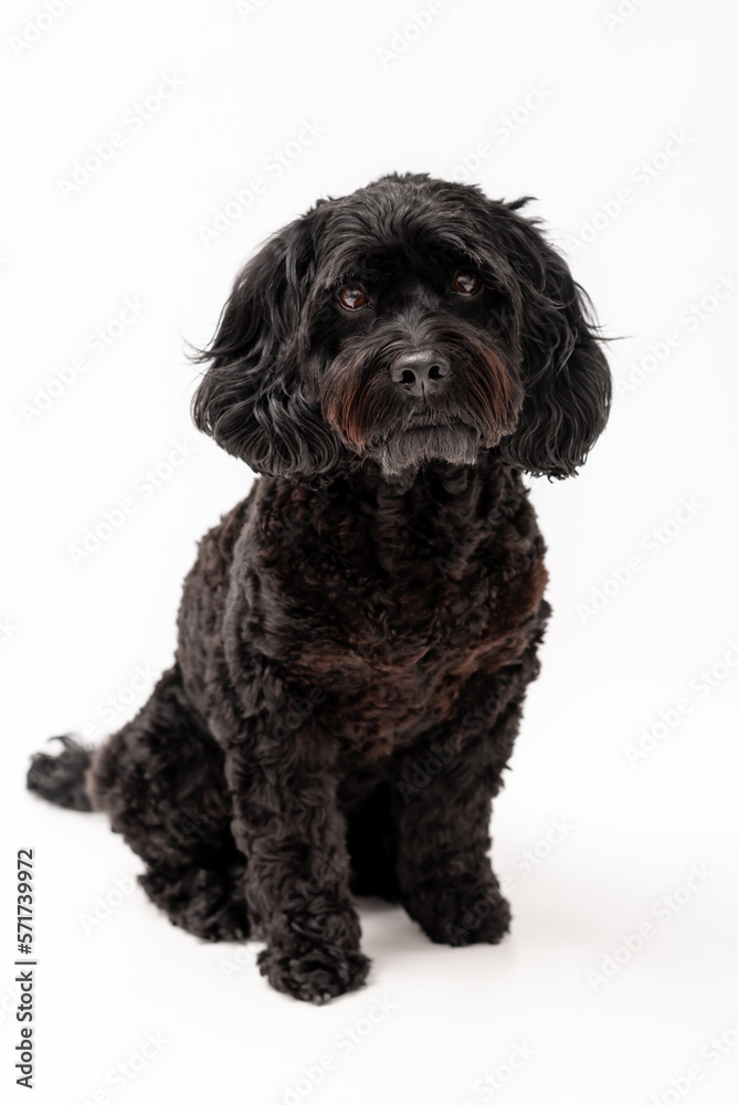 Sune – Fridas hund som ofta hälsar på gästerna på Salong Frida i Borlänge